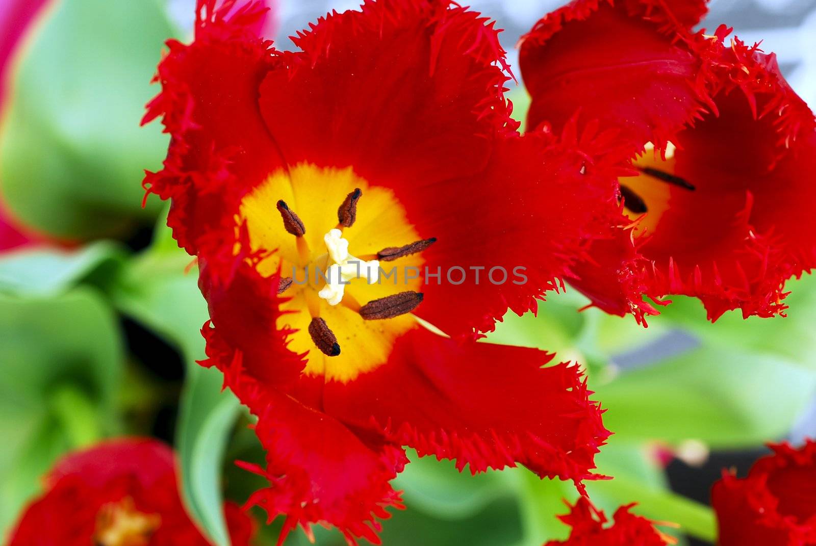 An isolated shot of a red tulip flower