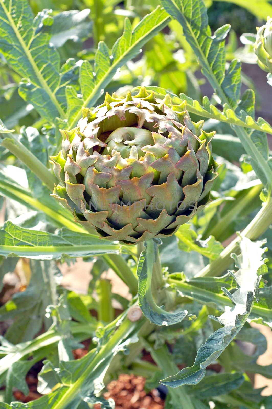 an isolated shot of an Artichoke vegetable Growing