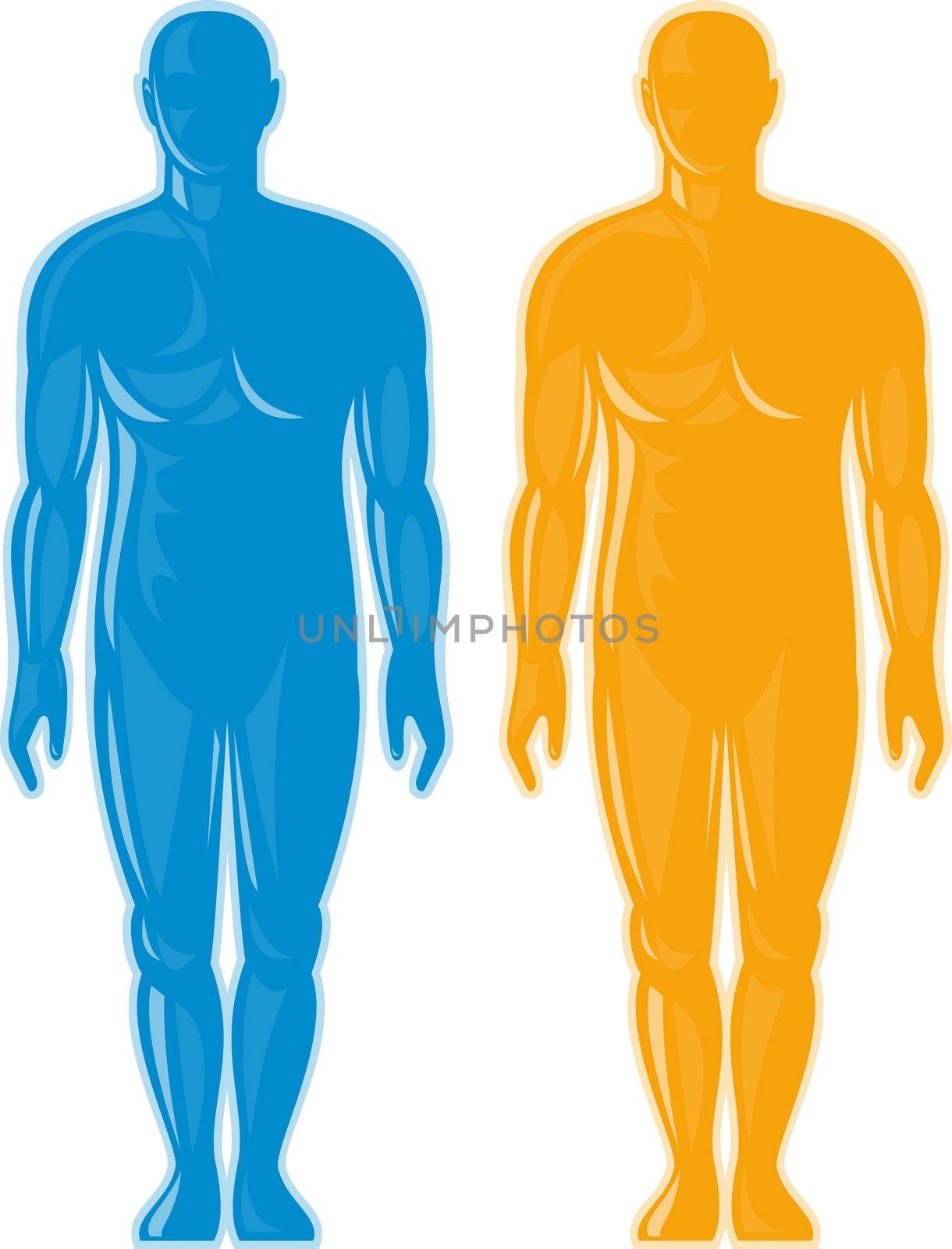 Male human anatomy standing front by patrimonio