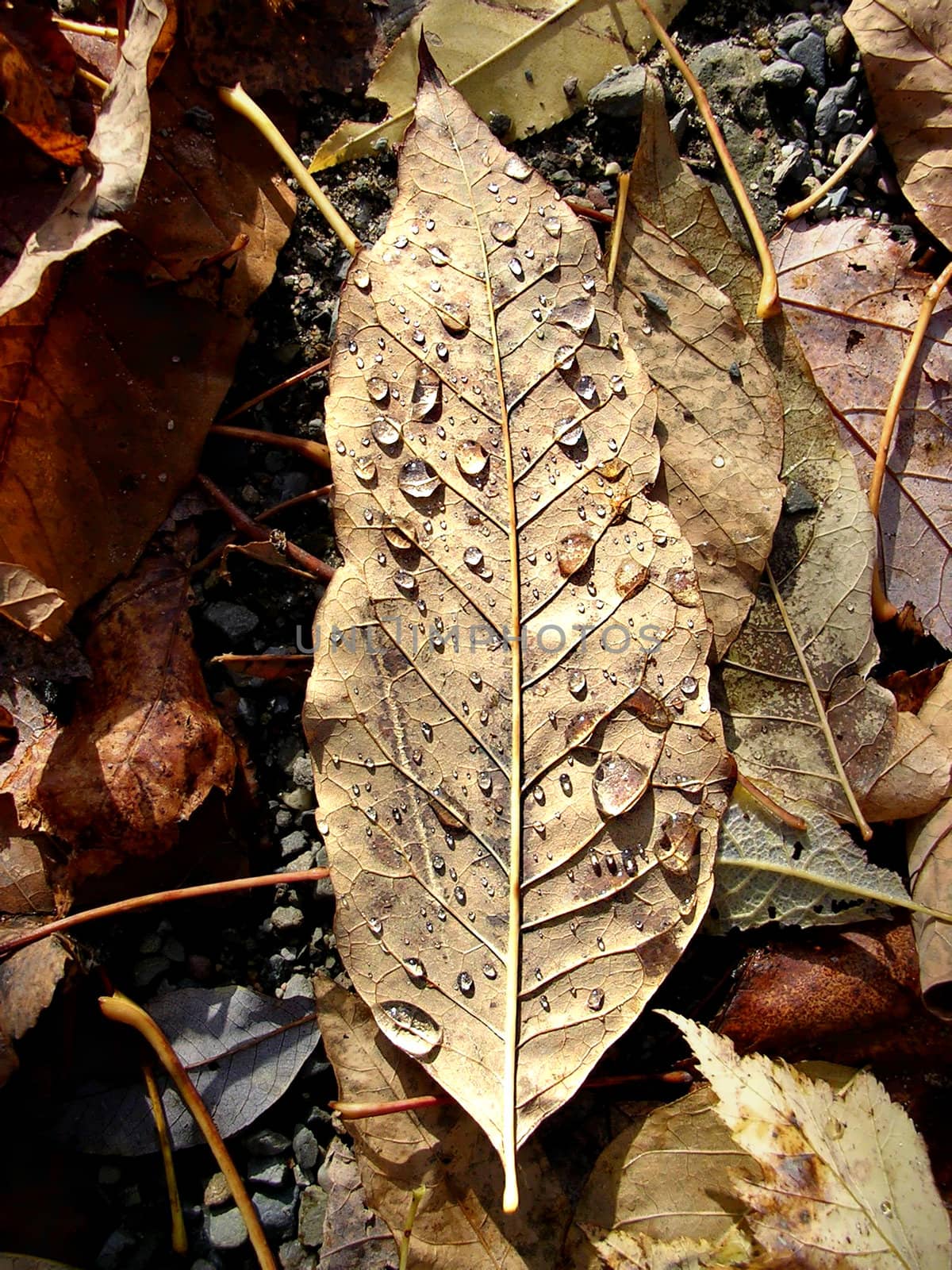 Autumn Leaf 1 by Karolus