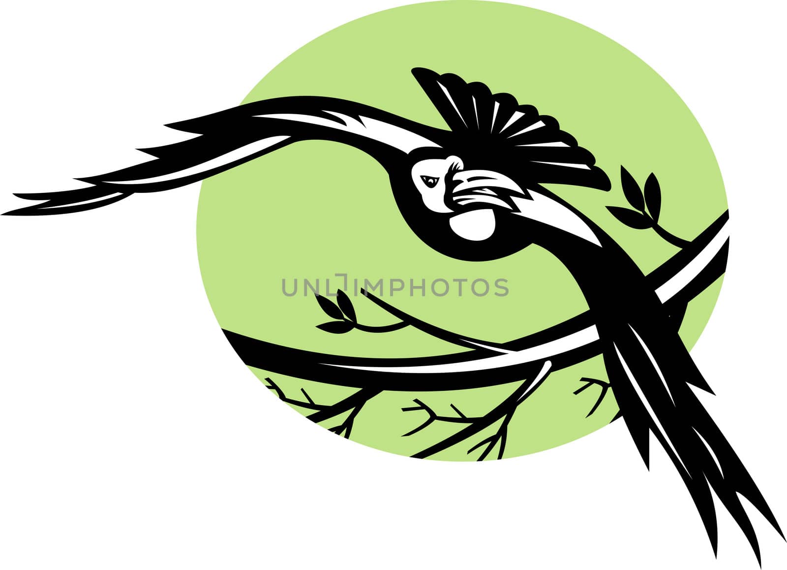 illustration of a Raven bird flying with branch