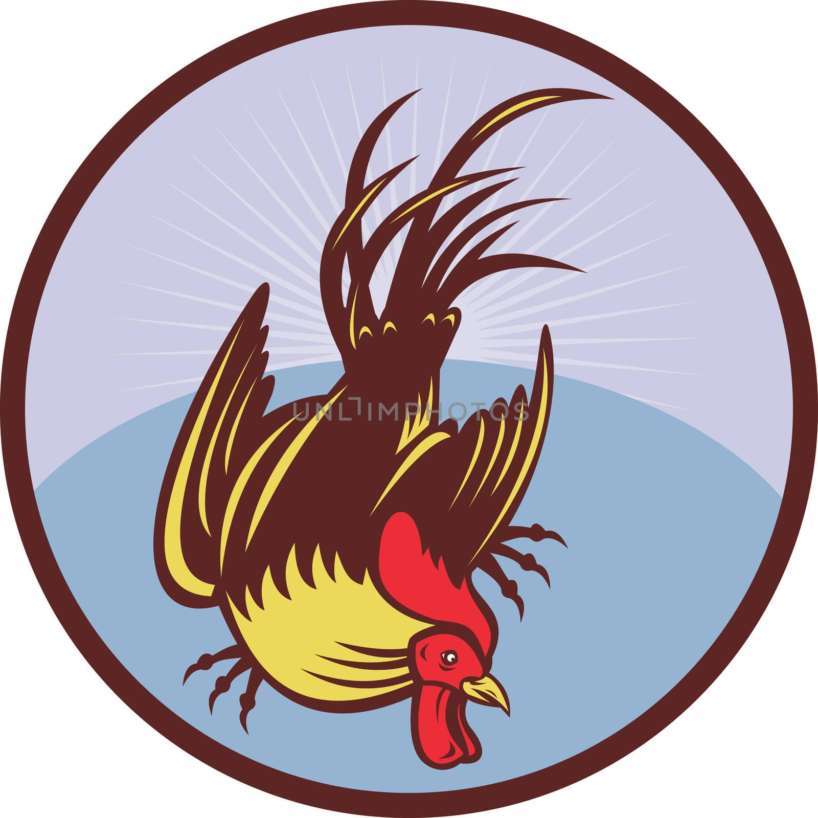 Rooster cockerel cock chicken by patrimonio