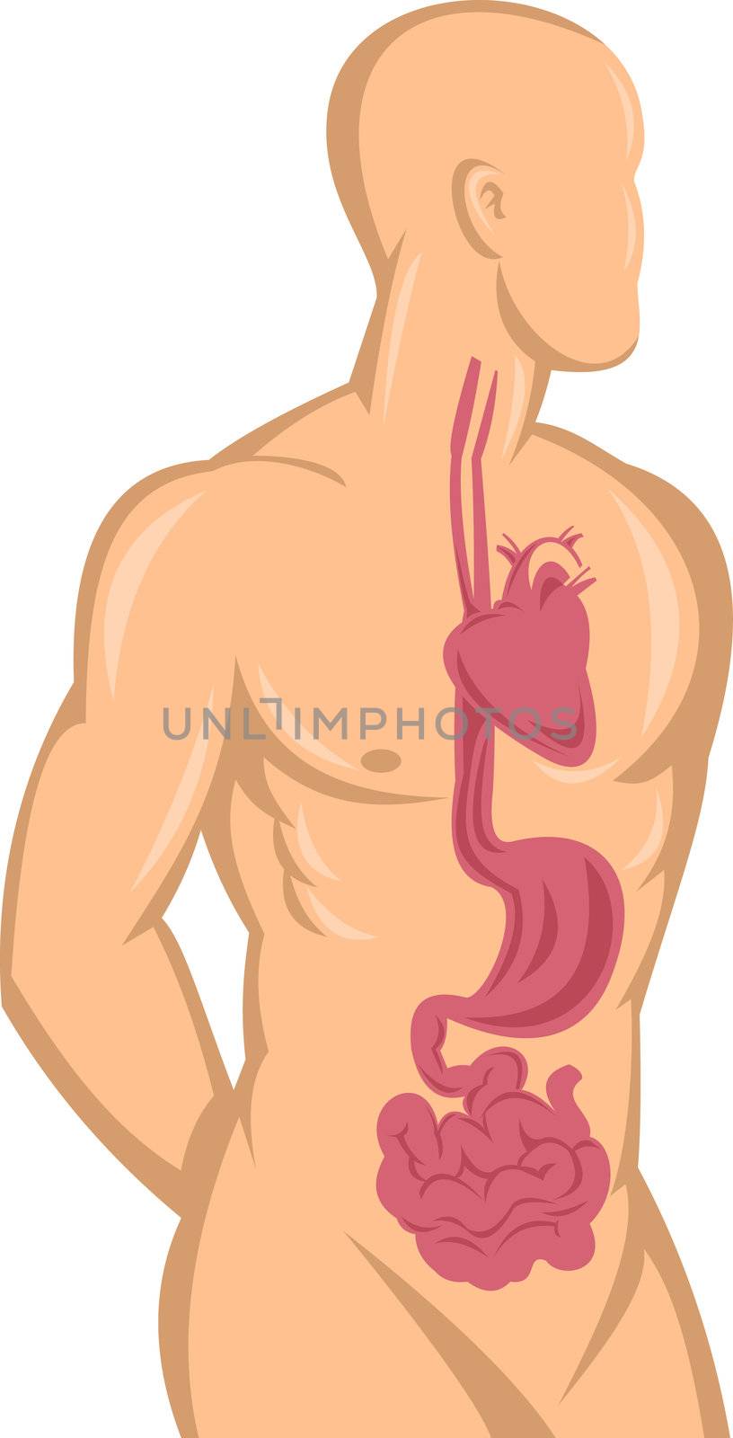Human anatomy showing heart and digestive system by patrimonio