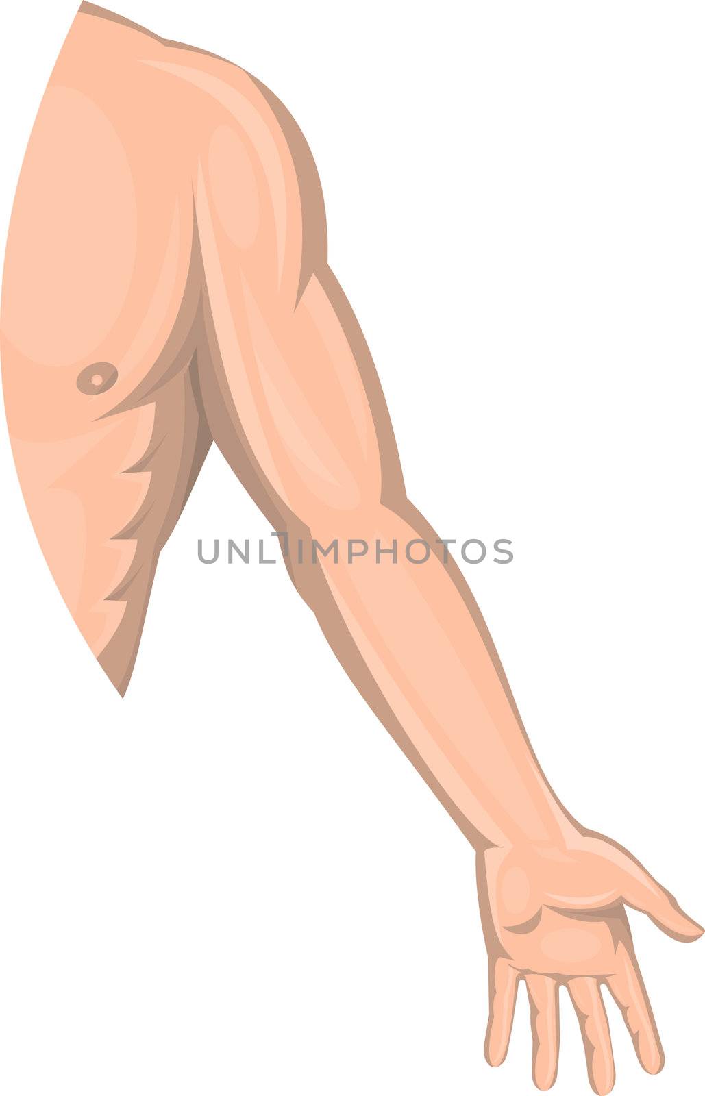 illustration of a Human male arm left side isolated on white background.