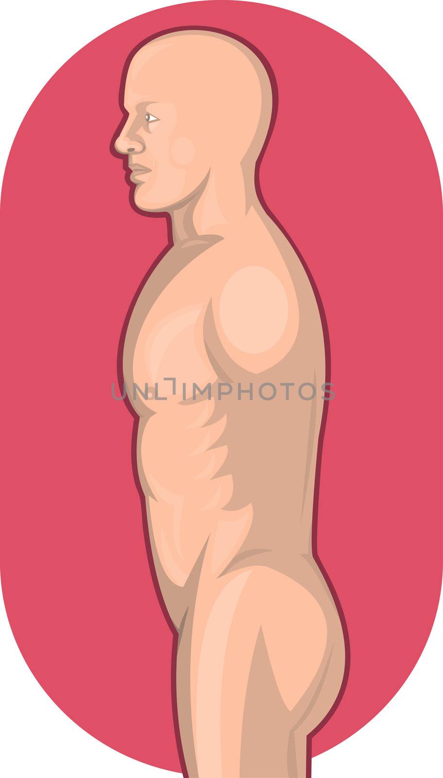 illustration of a Male human anatomy standing side view from waist up