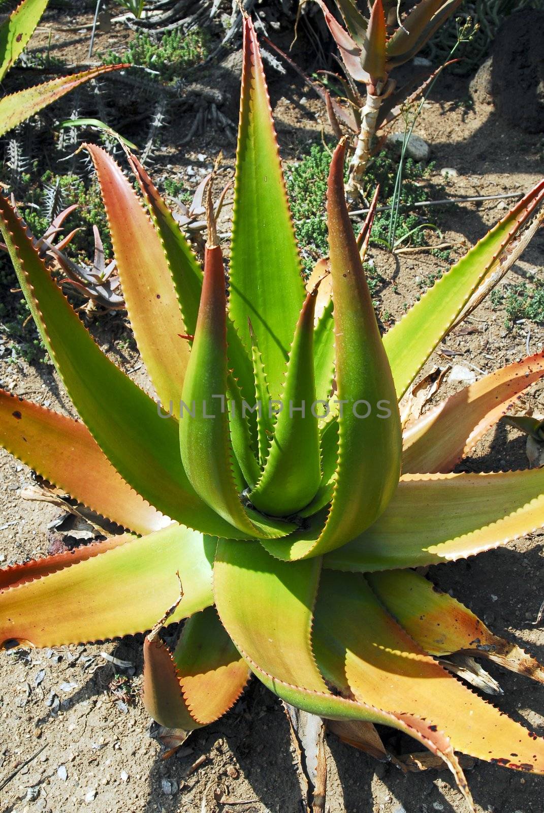 An isolated shot of a green aloe vera succulent plant