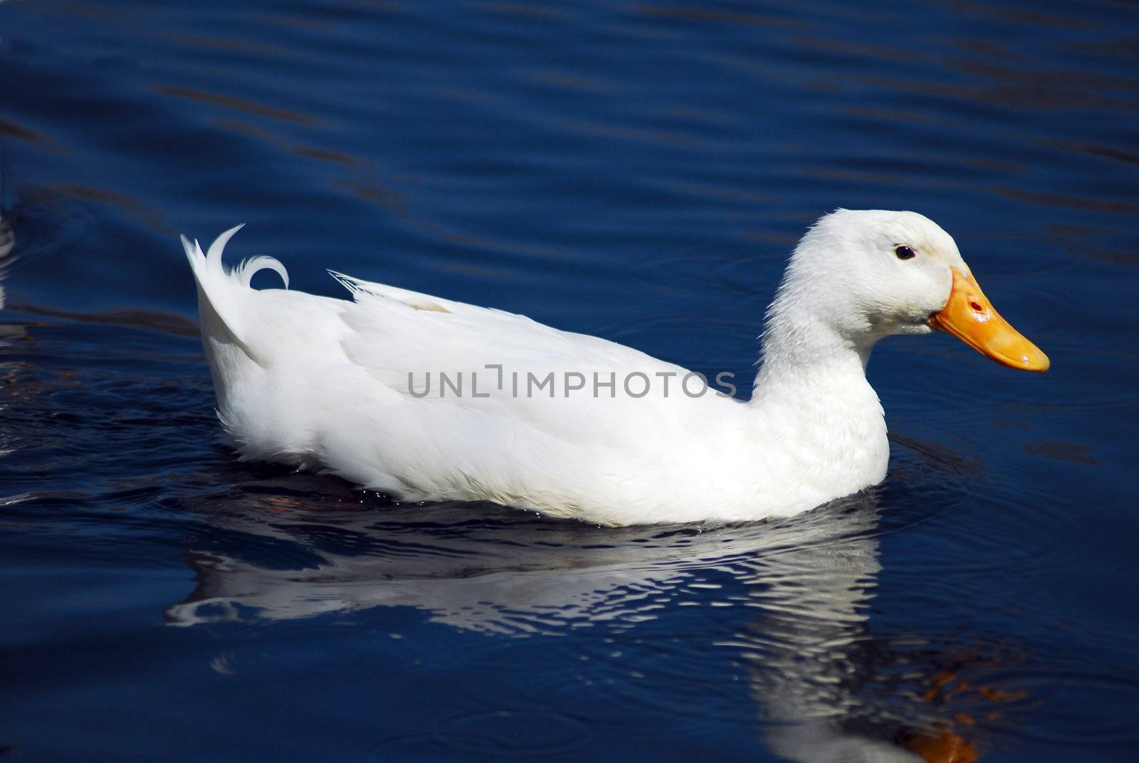 an isolated shot of a white snow goose bird