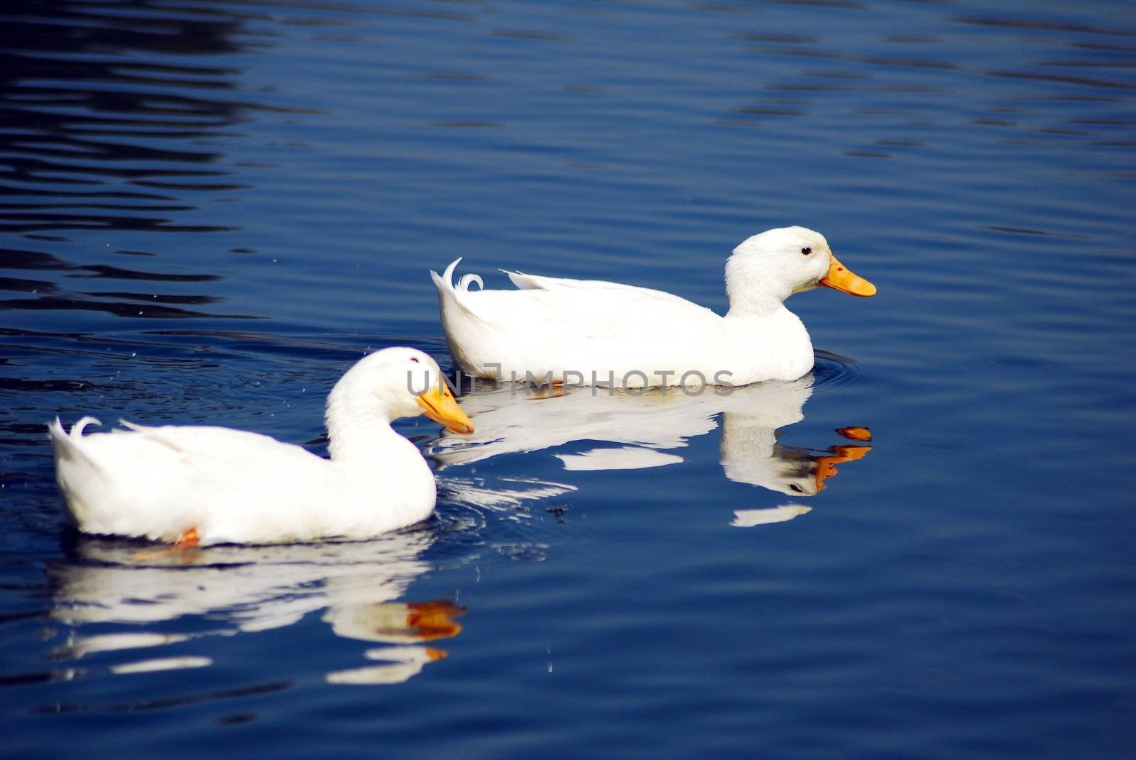 isolated shot of a pair of white snow goose birds