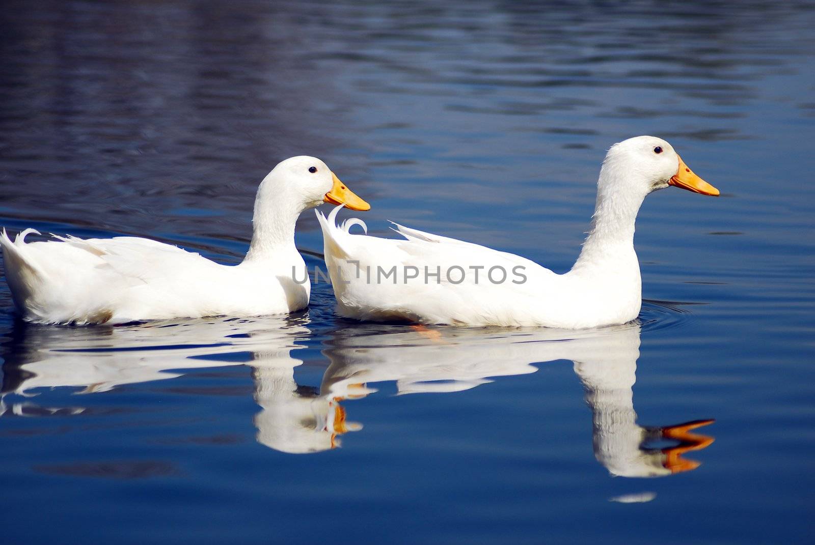 isolated shot of a pair of white snow goose birds