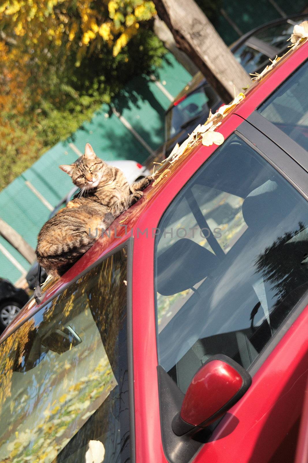 Recording giving the illusion of a cat which slides of the roof of a car