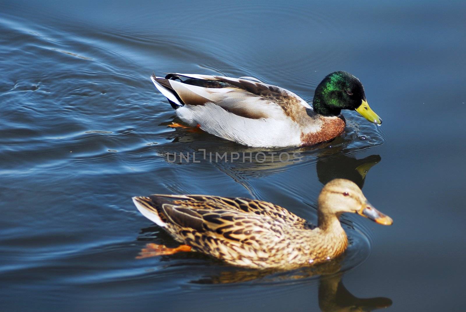isolated shot of Mallard Drake Duck Swimming