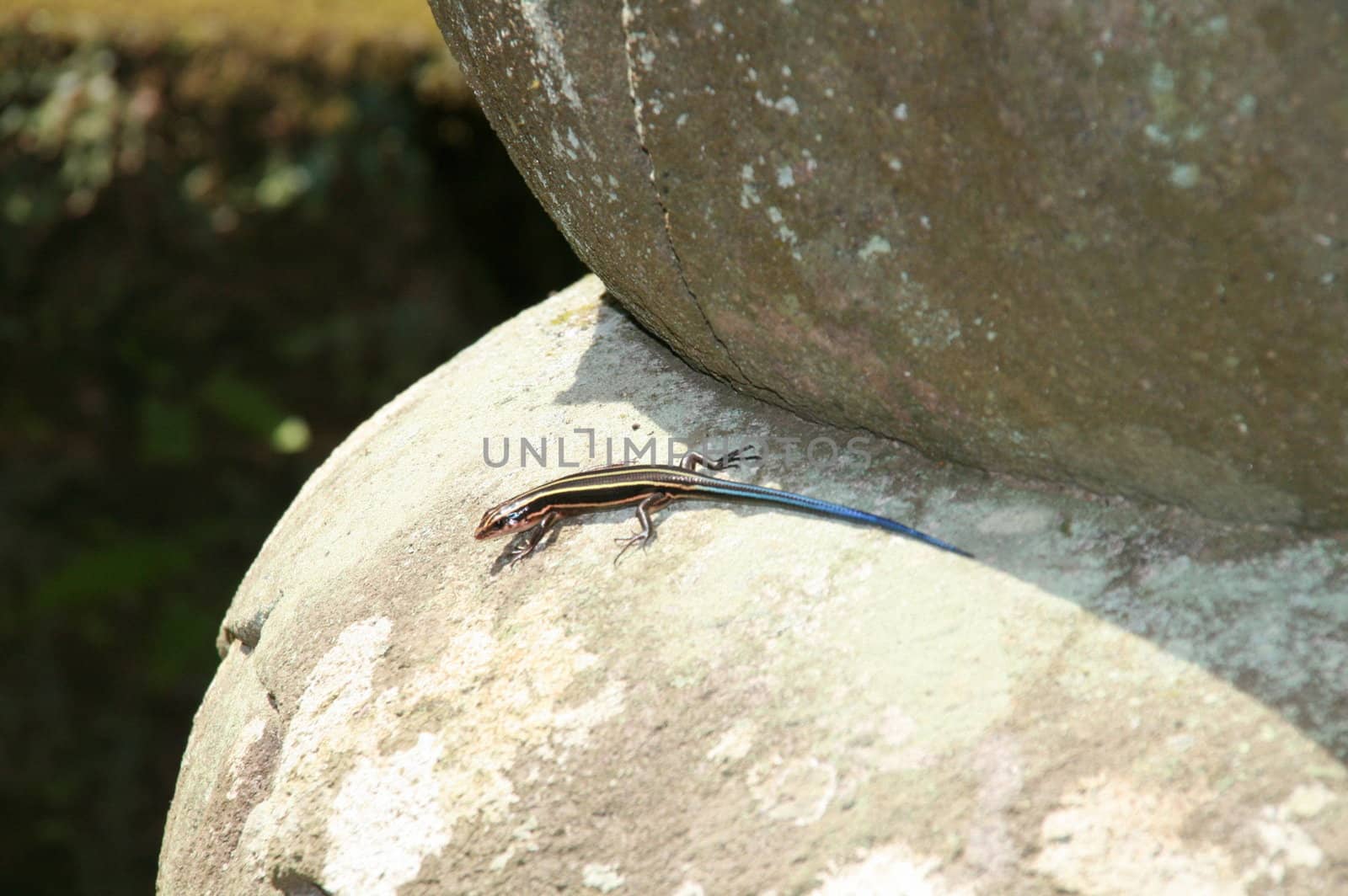 Lizard resting in the sun (Japan)