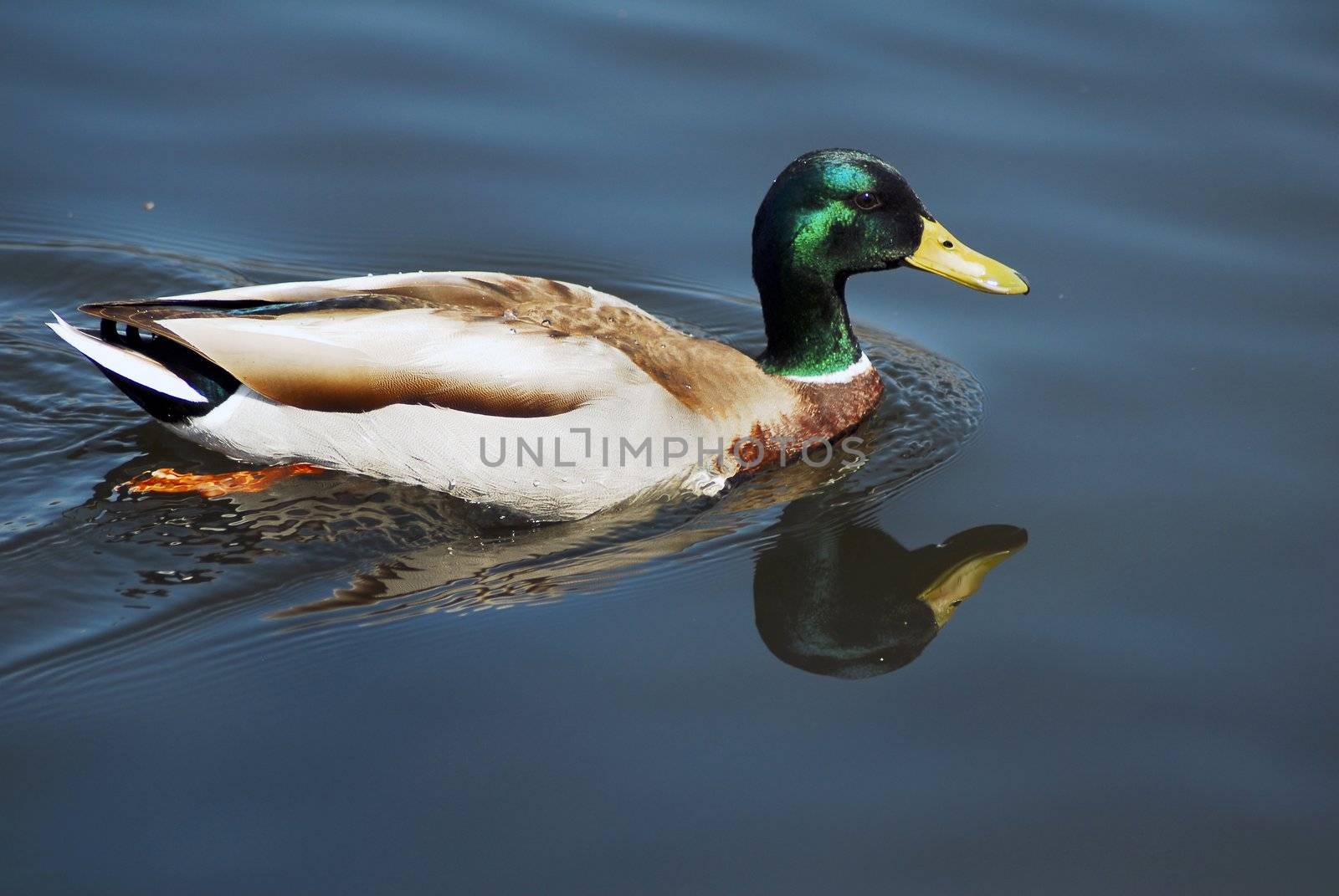 isolated shot of Mallard Drake Duck Swimming in a pond