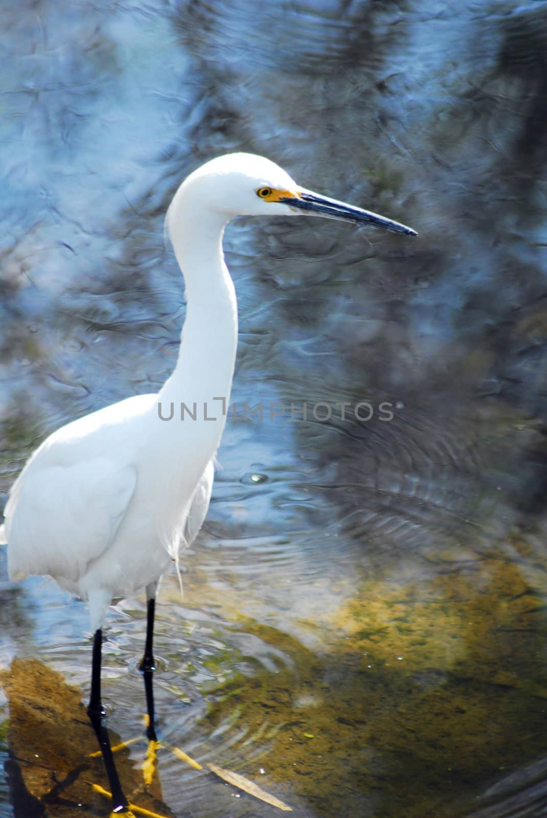 An isolated shot of a white crane bird