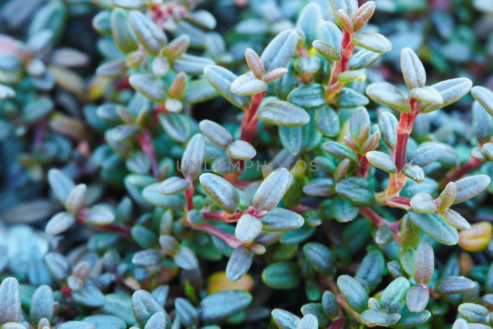 Green mountainous northern plants close up - background