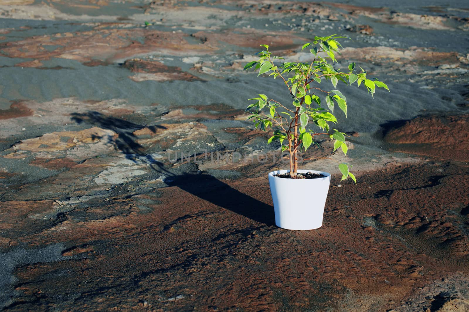 Green Ficus in a white pot among the stony desert