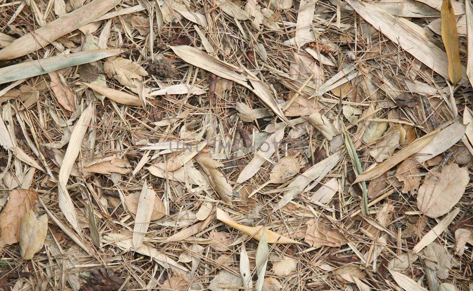 Dry brown leafy and twig debris background