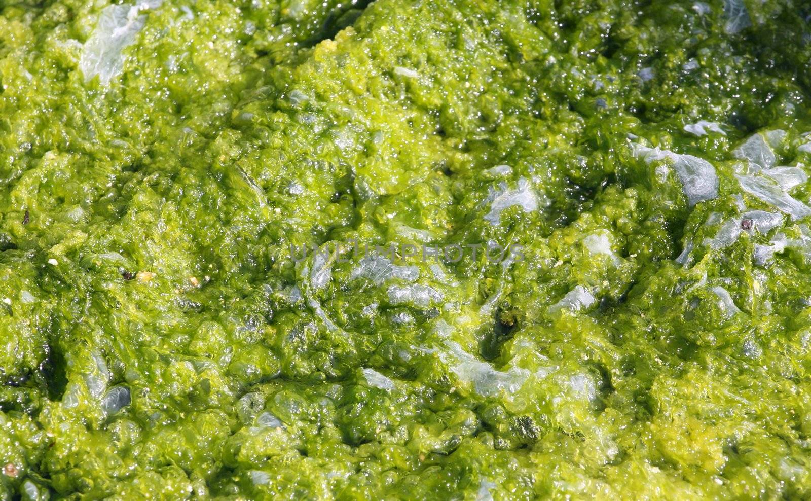 Green algae with bubble texture in water