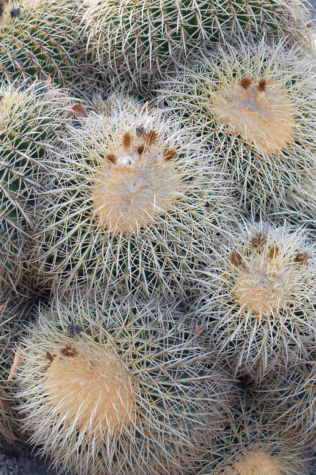 an isolated shot of cactus plants growing