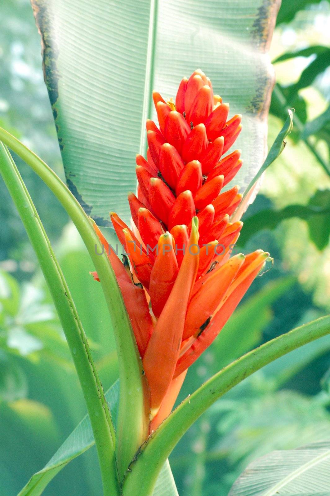 an isolated shot of orange Palm Flower