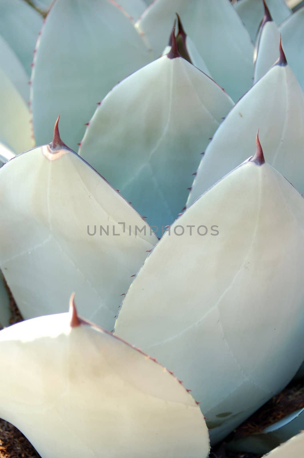 an isolated shot of Succulent Plants leaves