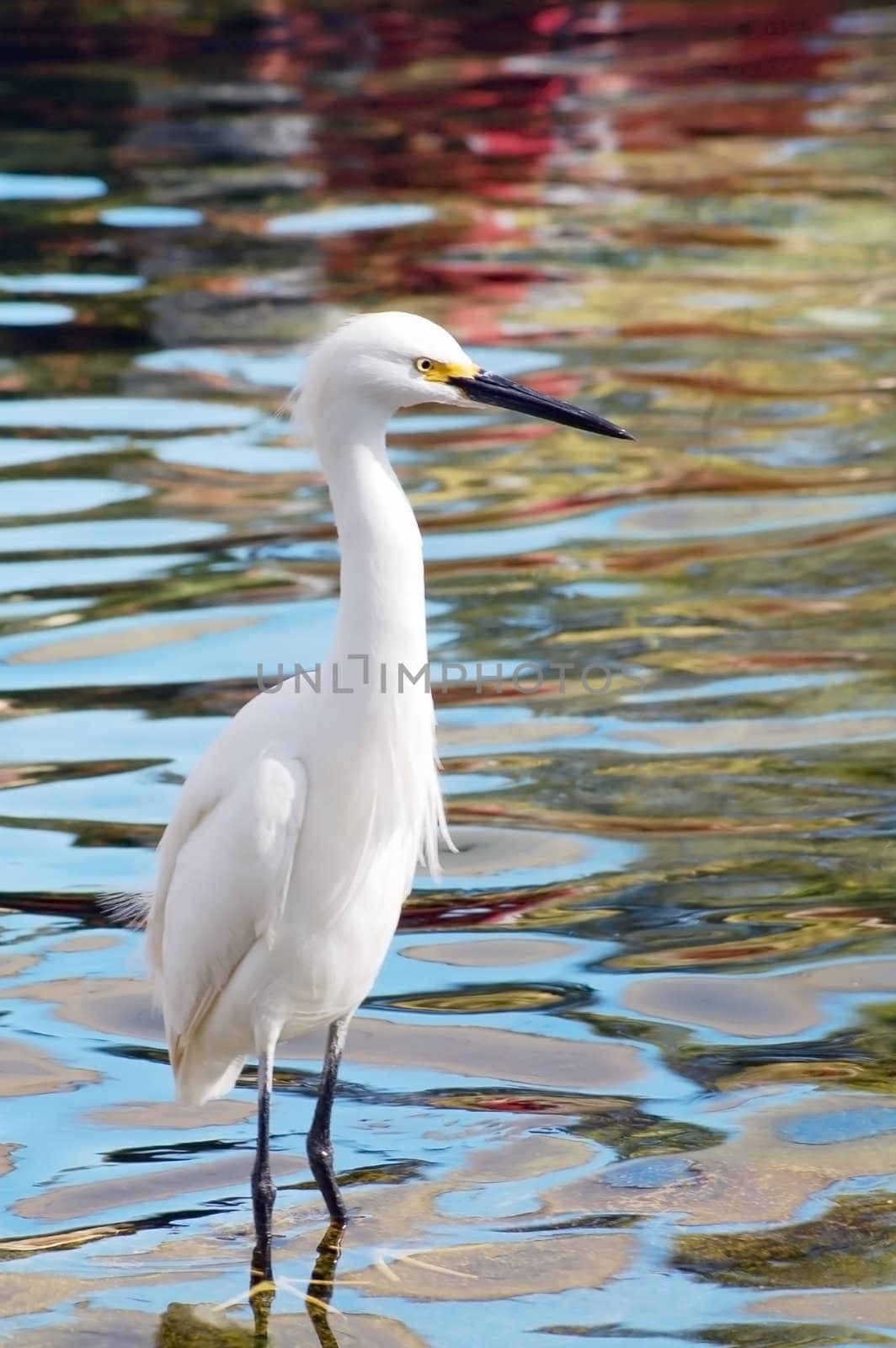 An isolated shot of a migratory white crane bird