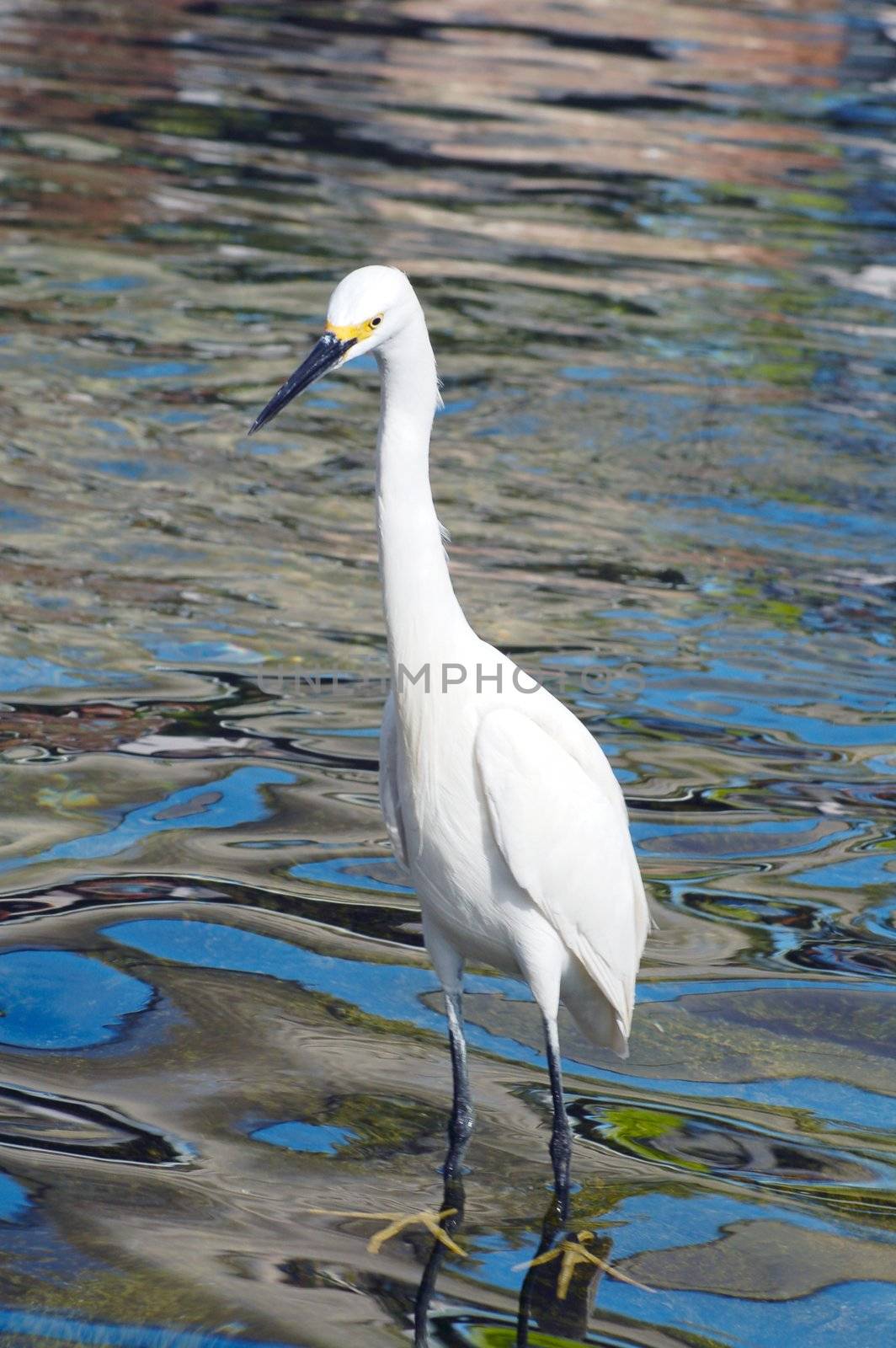 An isolated shot of a white crane bird