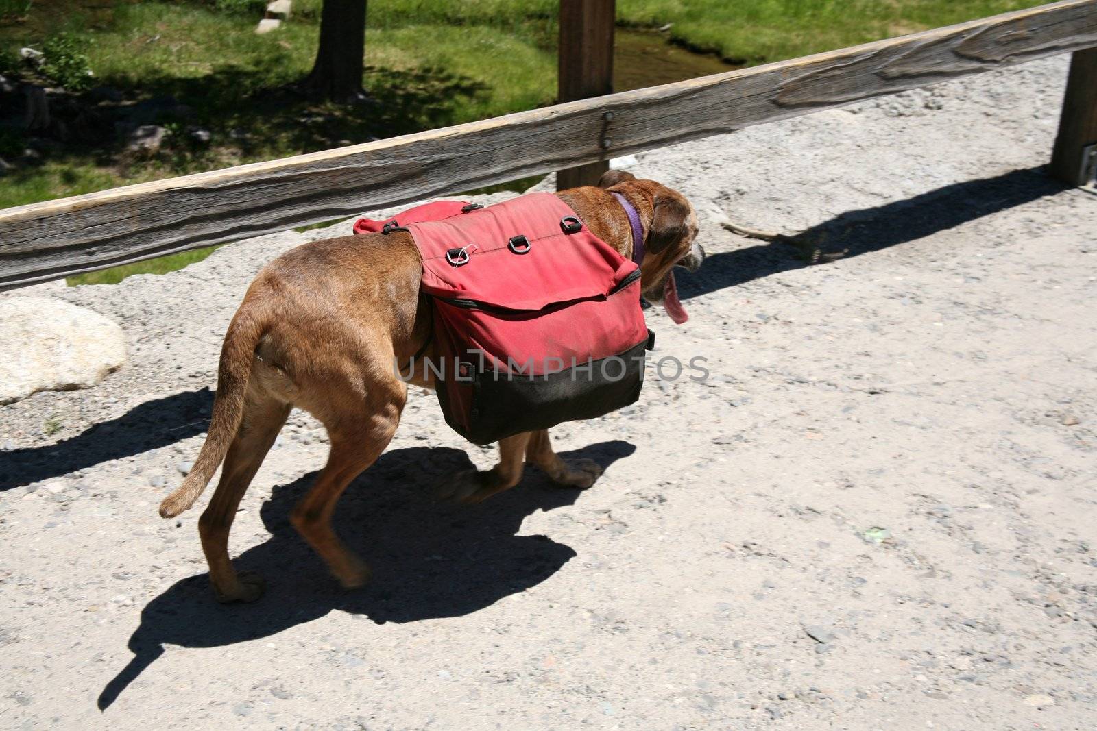 Dog walking down the trail carrying a backpack