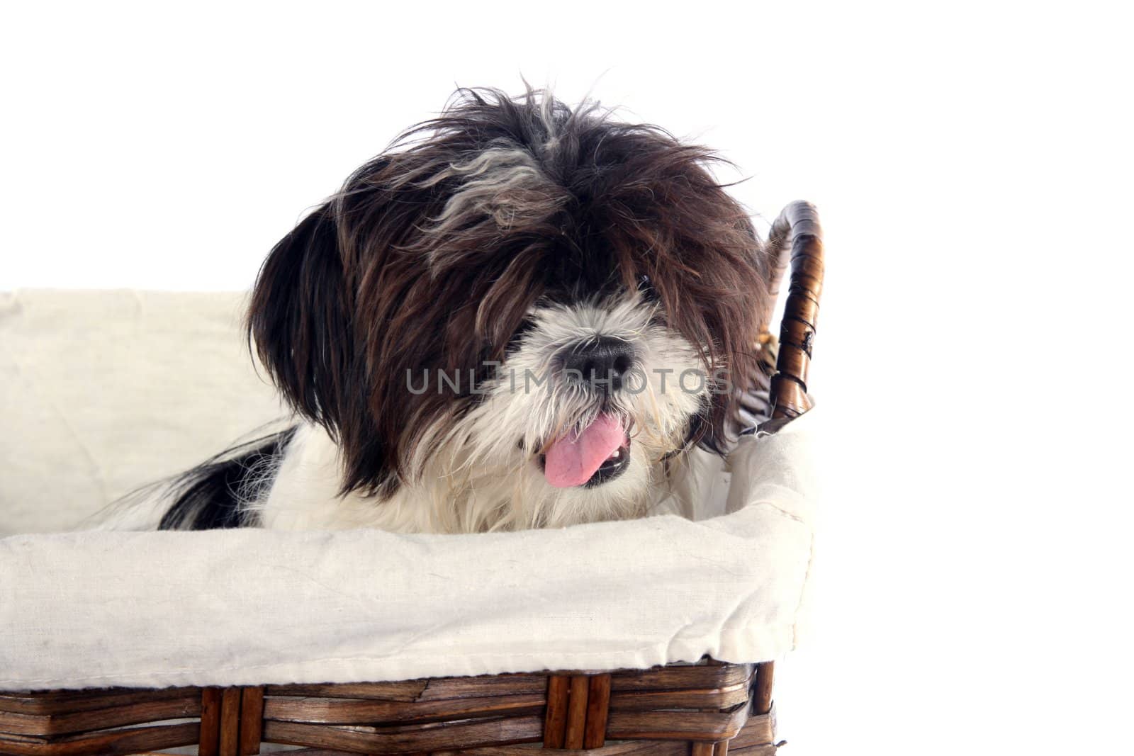 Cute lhasa apso puppy isolated in a basket