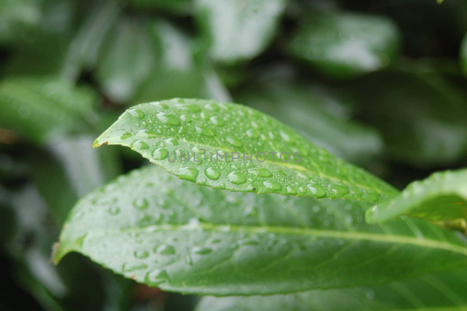 Fresh Droplets of Rain Water on Bright Green Leaves