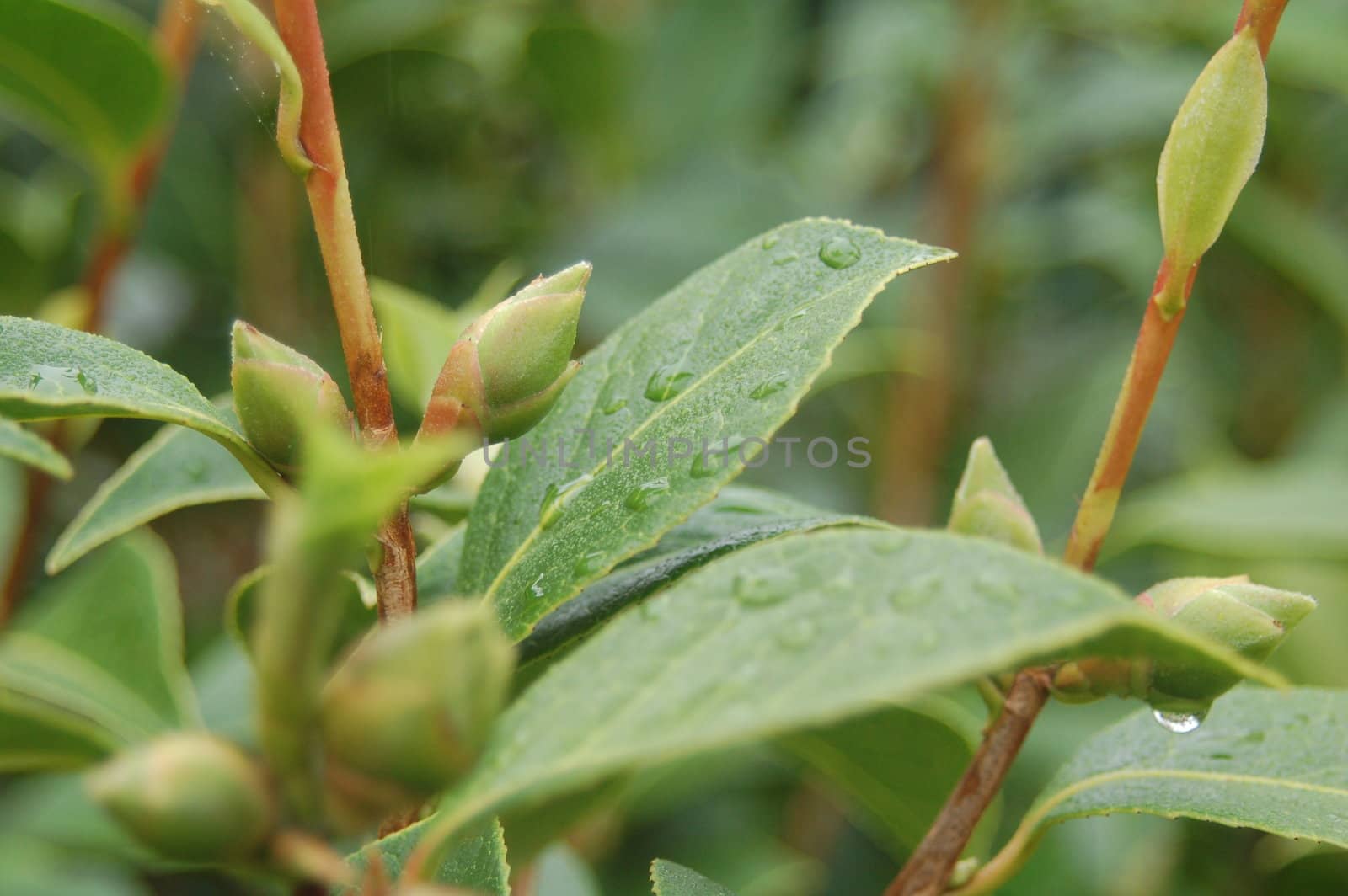 Fresh Droplets of Rain Water on Bright Green Leaves