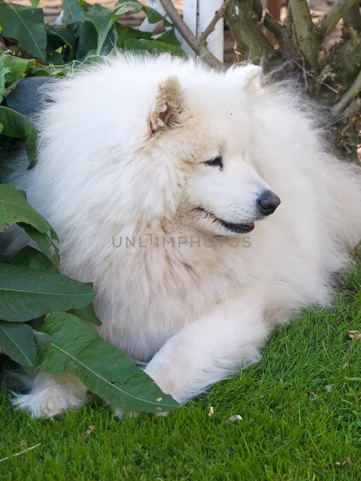 Beautiful Samoyed dog resting on the grass in a garden