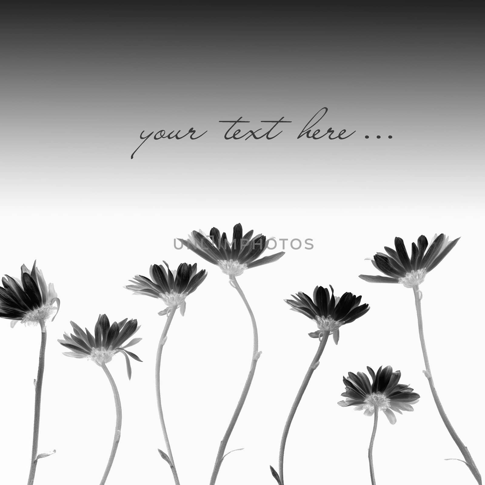 Abstract background from chrysanthemums on a black-white background