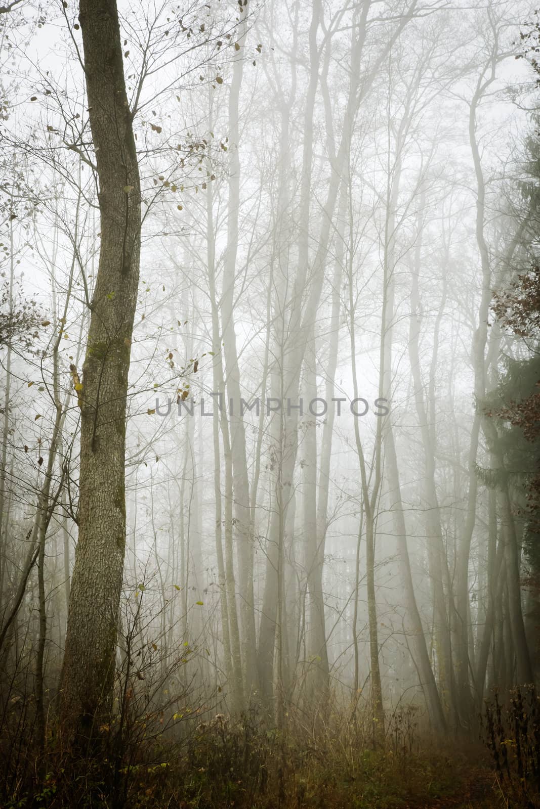 An image of a beautiful forest with fog in bavaria germany