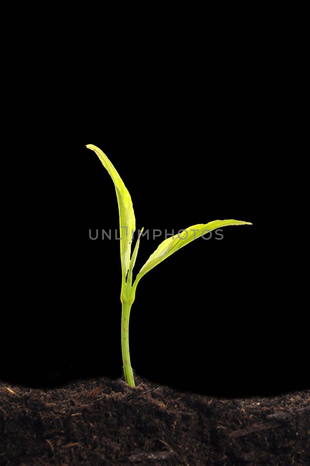 growth or new life concept with small plant sun and copyspace