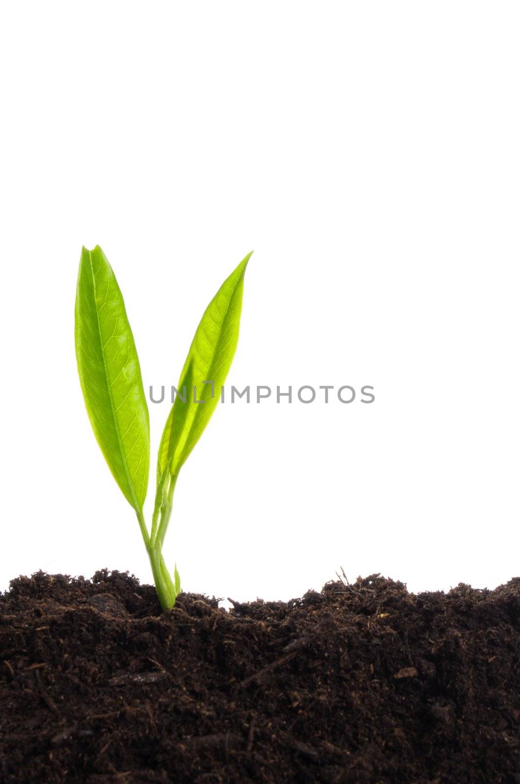 young plant on white by gunnar3000