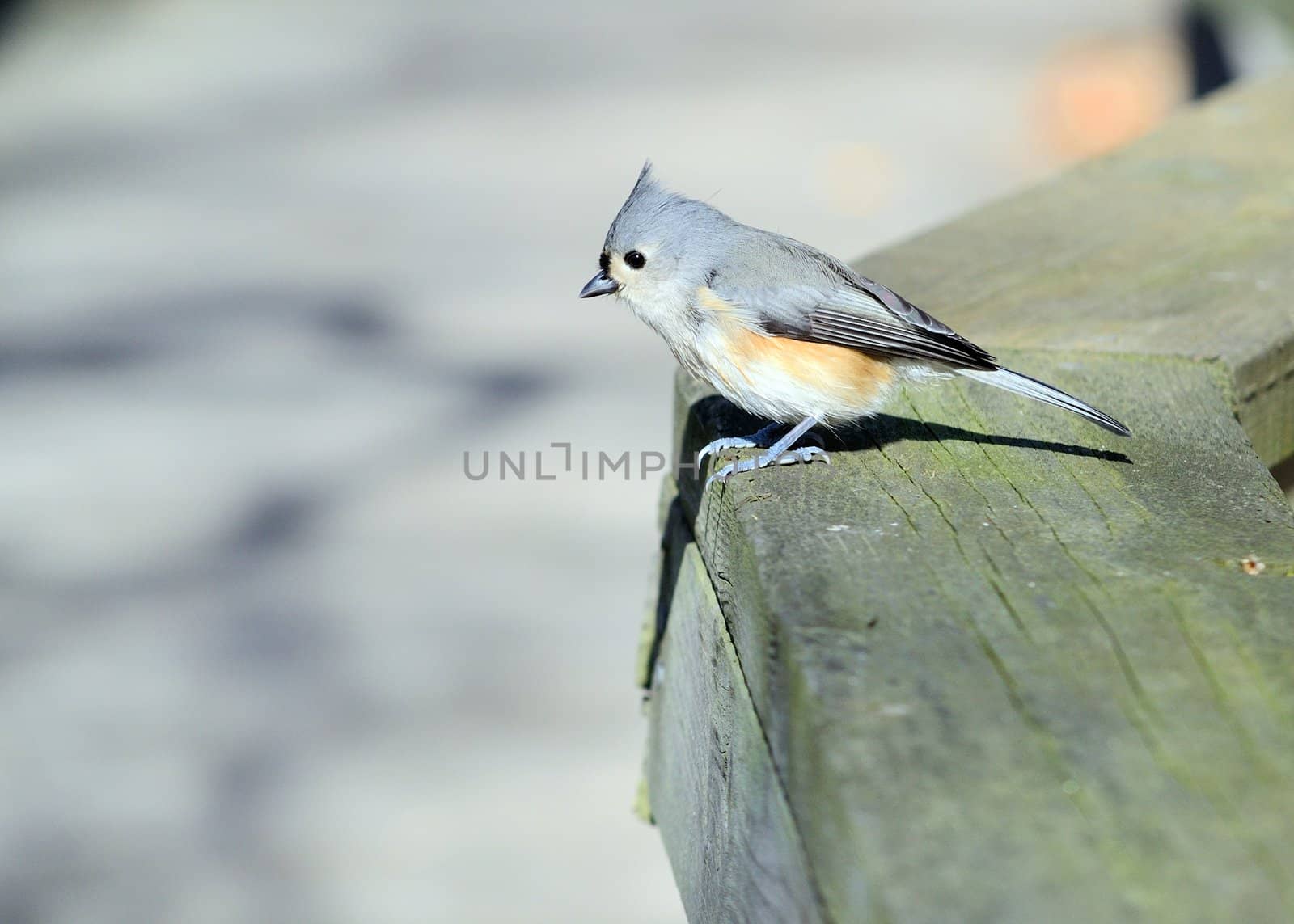 A tufted titmouse perched on a fence.