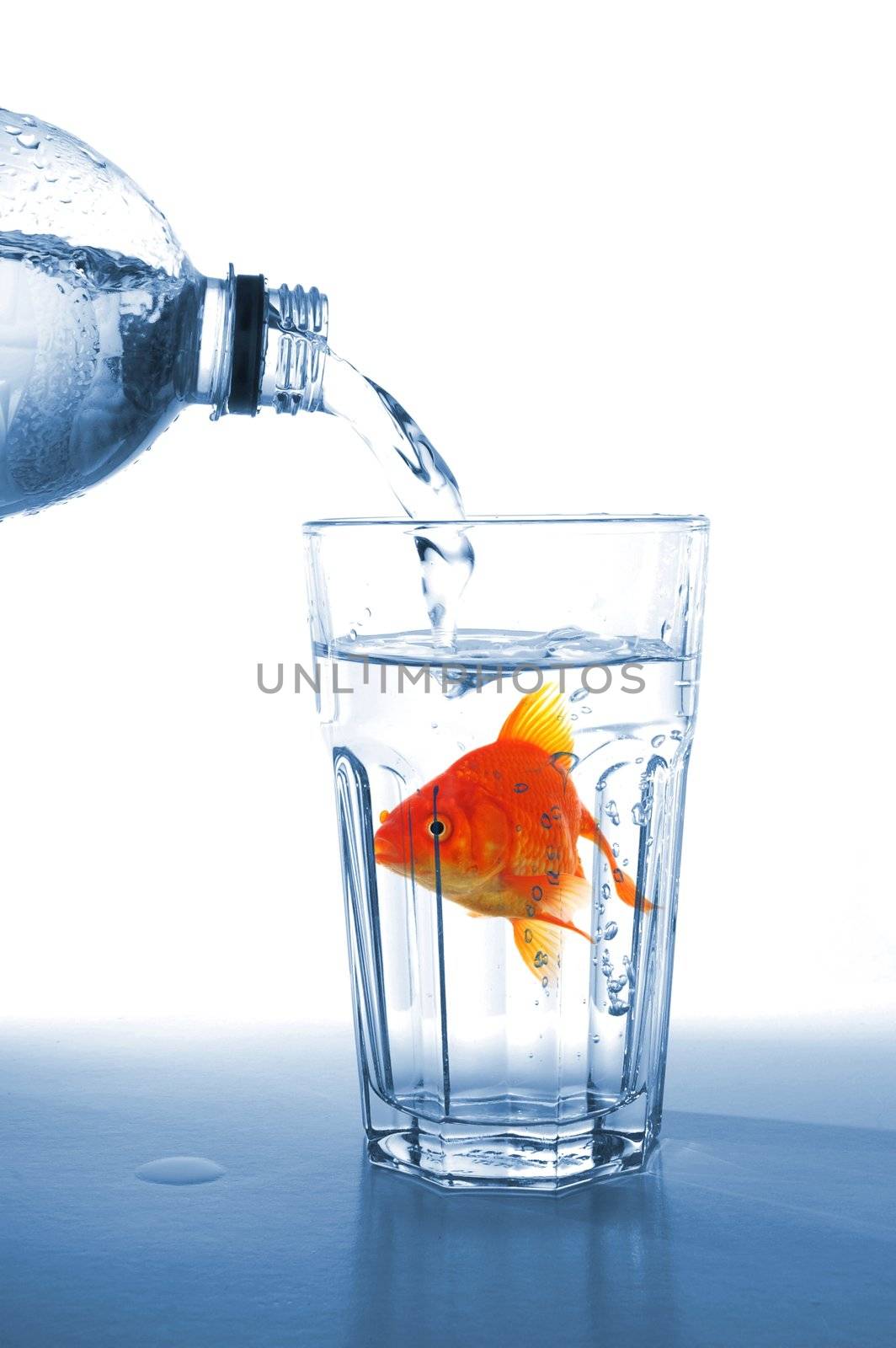 goldfish in glass water by gunnar3000
