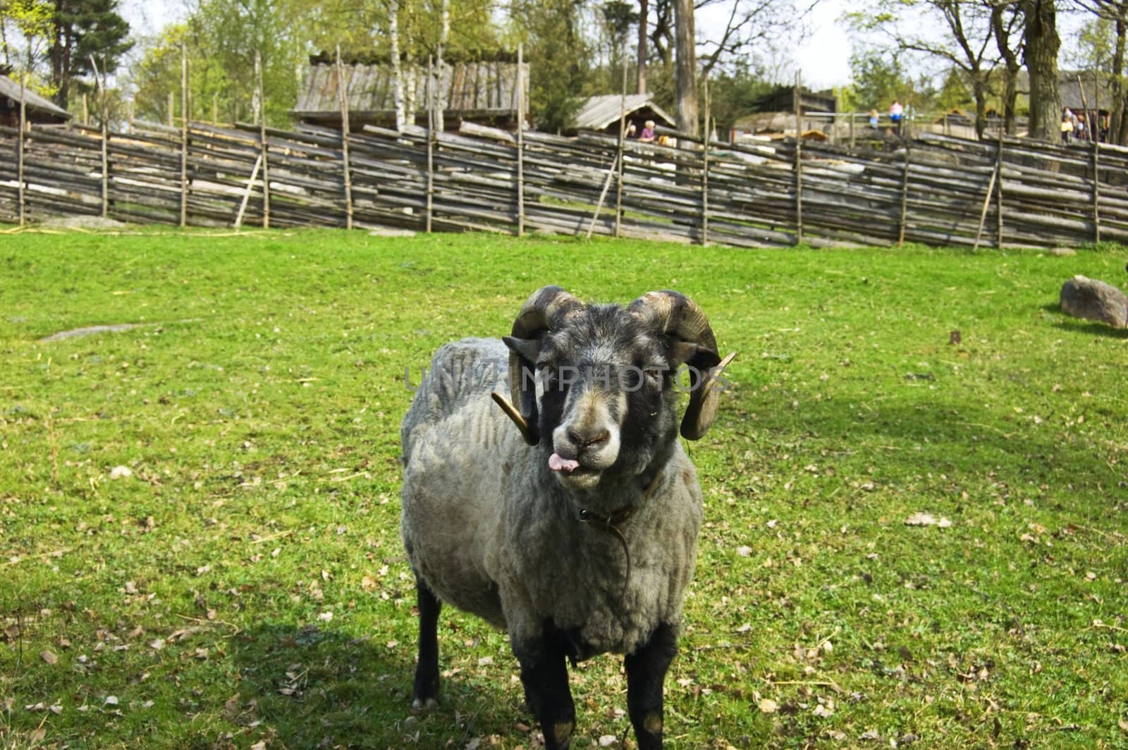 Sheep showing tongue