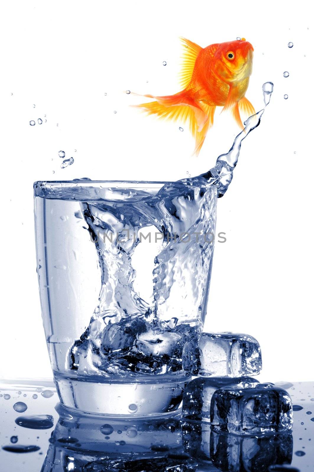 goldfish in drink glass showing jail prison free or freedom concept