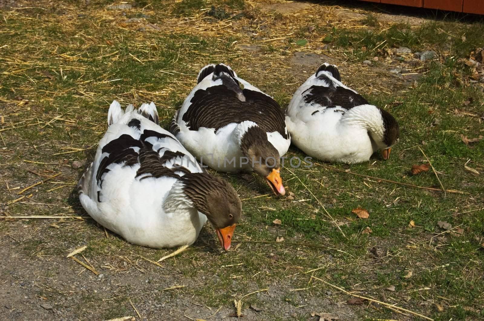 Three geese on a farm