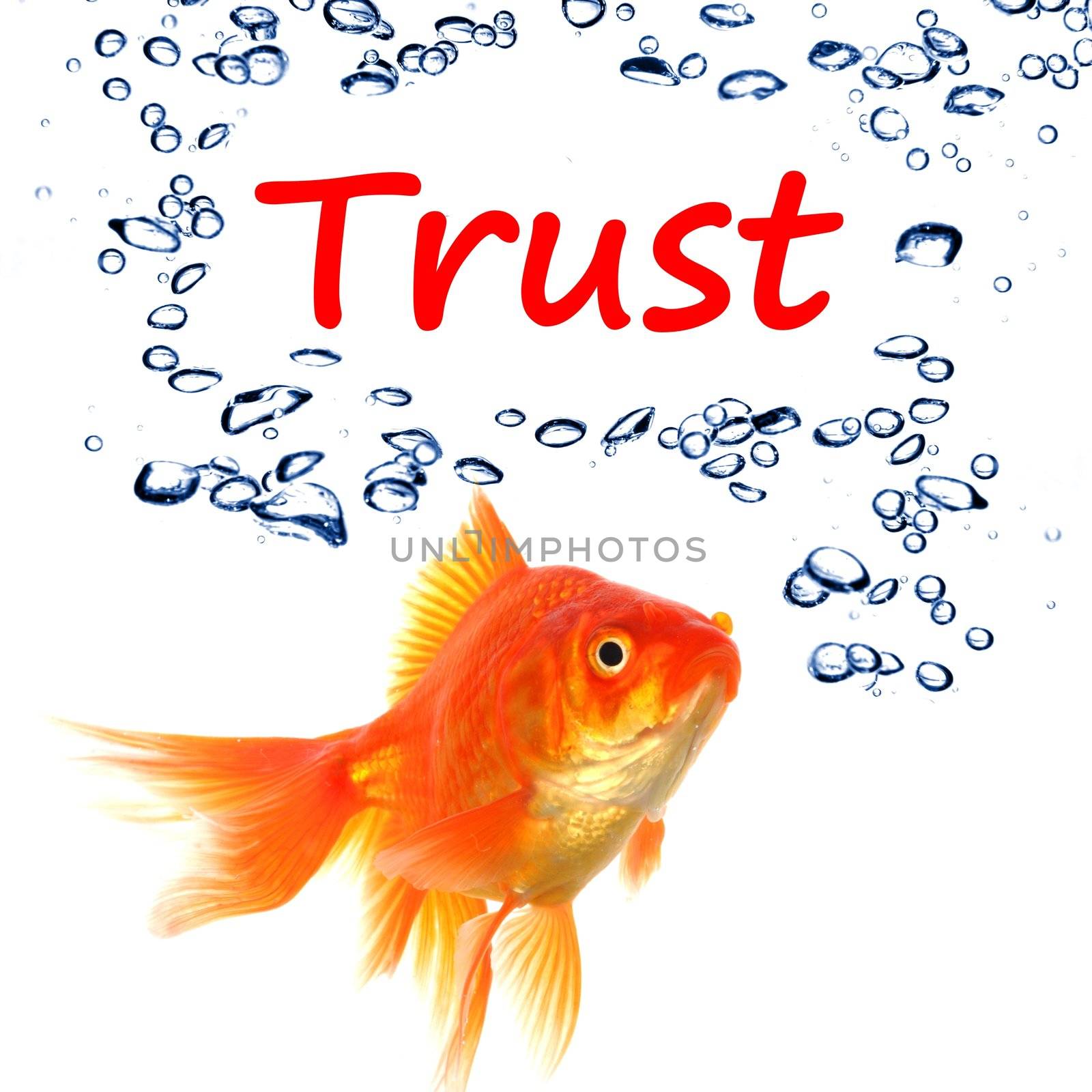 trust word and goldfish showing assurance confidence or protection concept