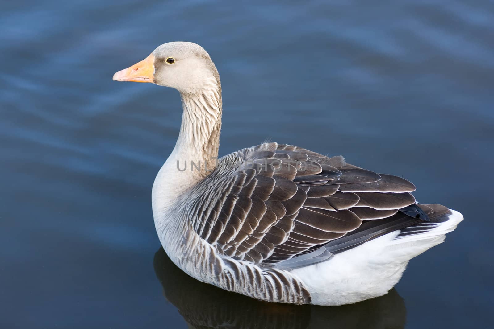 Greylag Goose (Anser Anser) swimming on lake