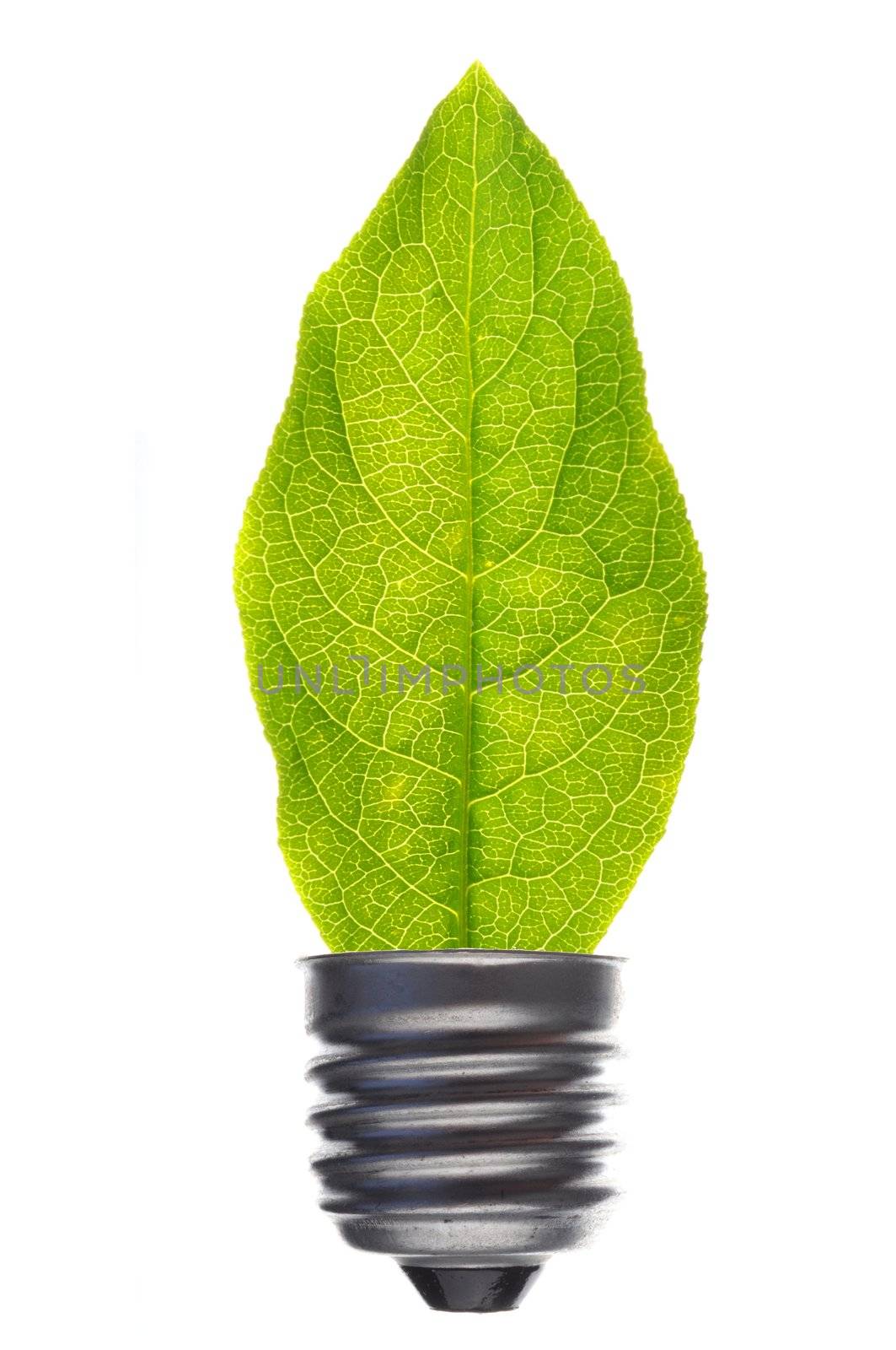 green leaf and bulb isolated on white showing ecological power concept
