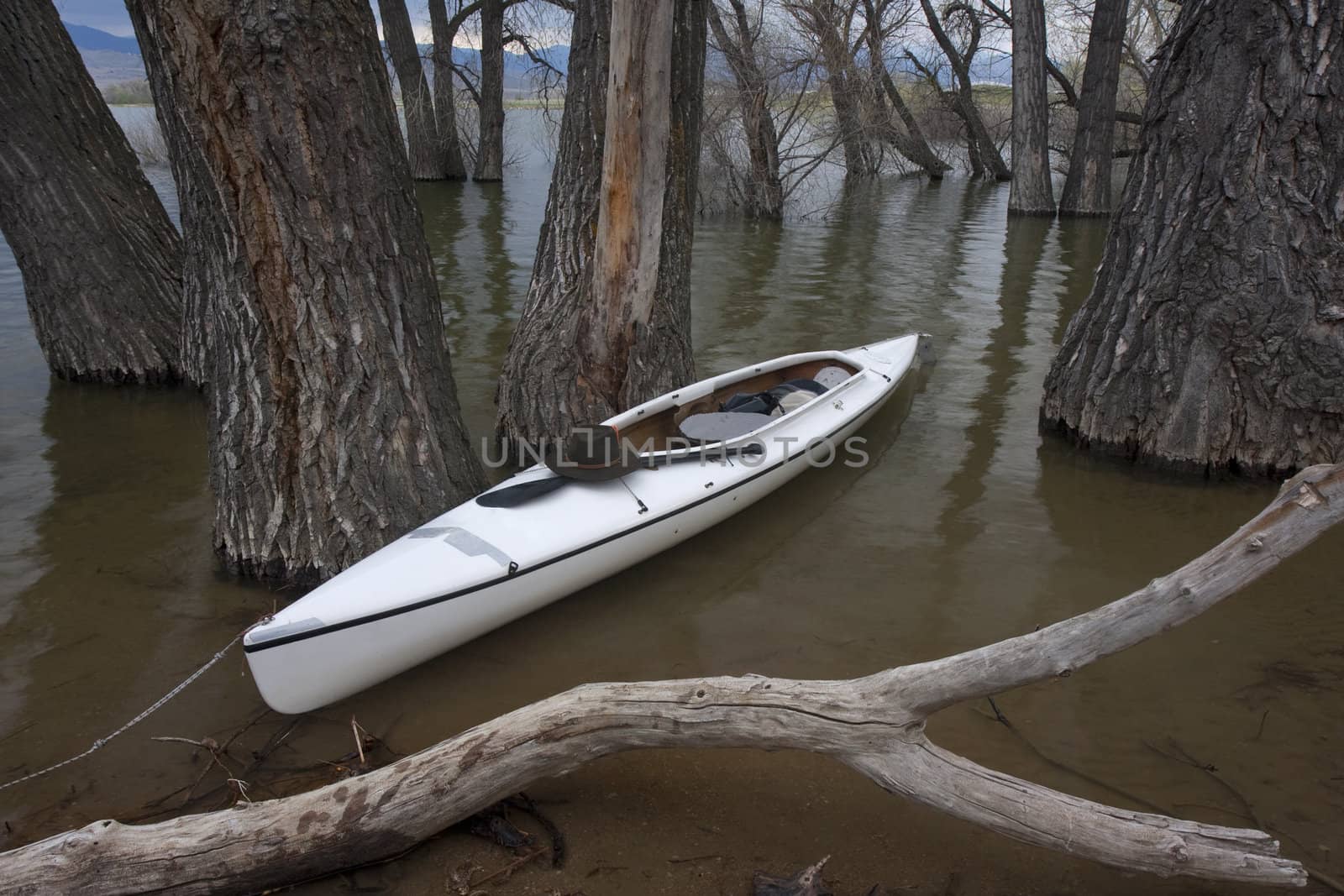 white canoe on lake with submerged forest by PixelsAway