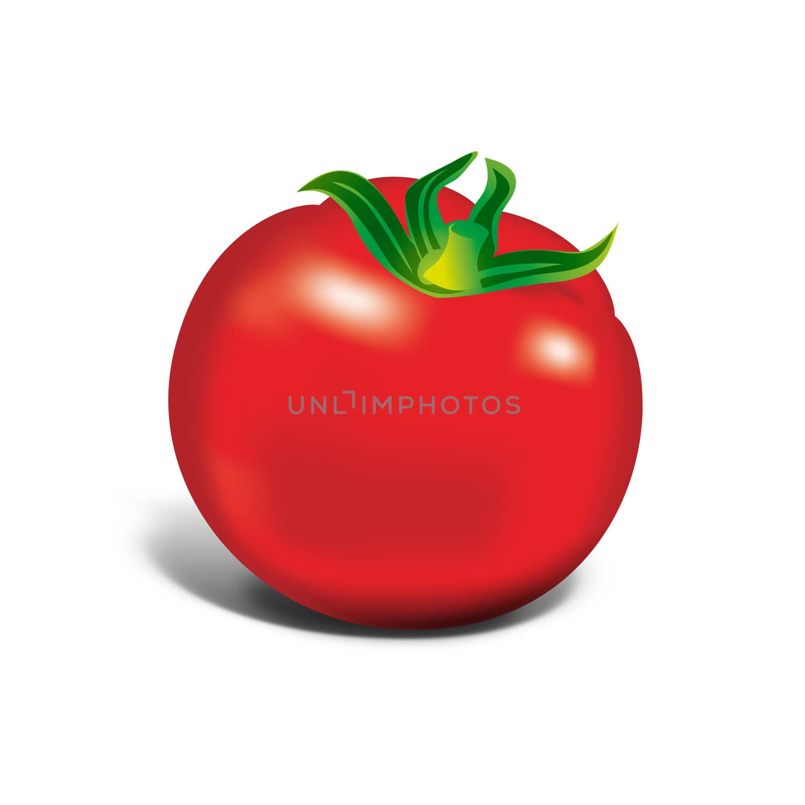 Red tomato on white background, illustration