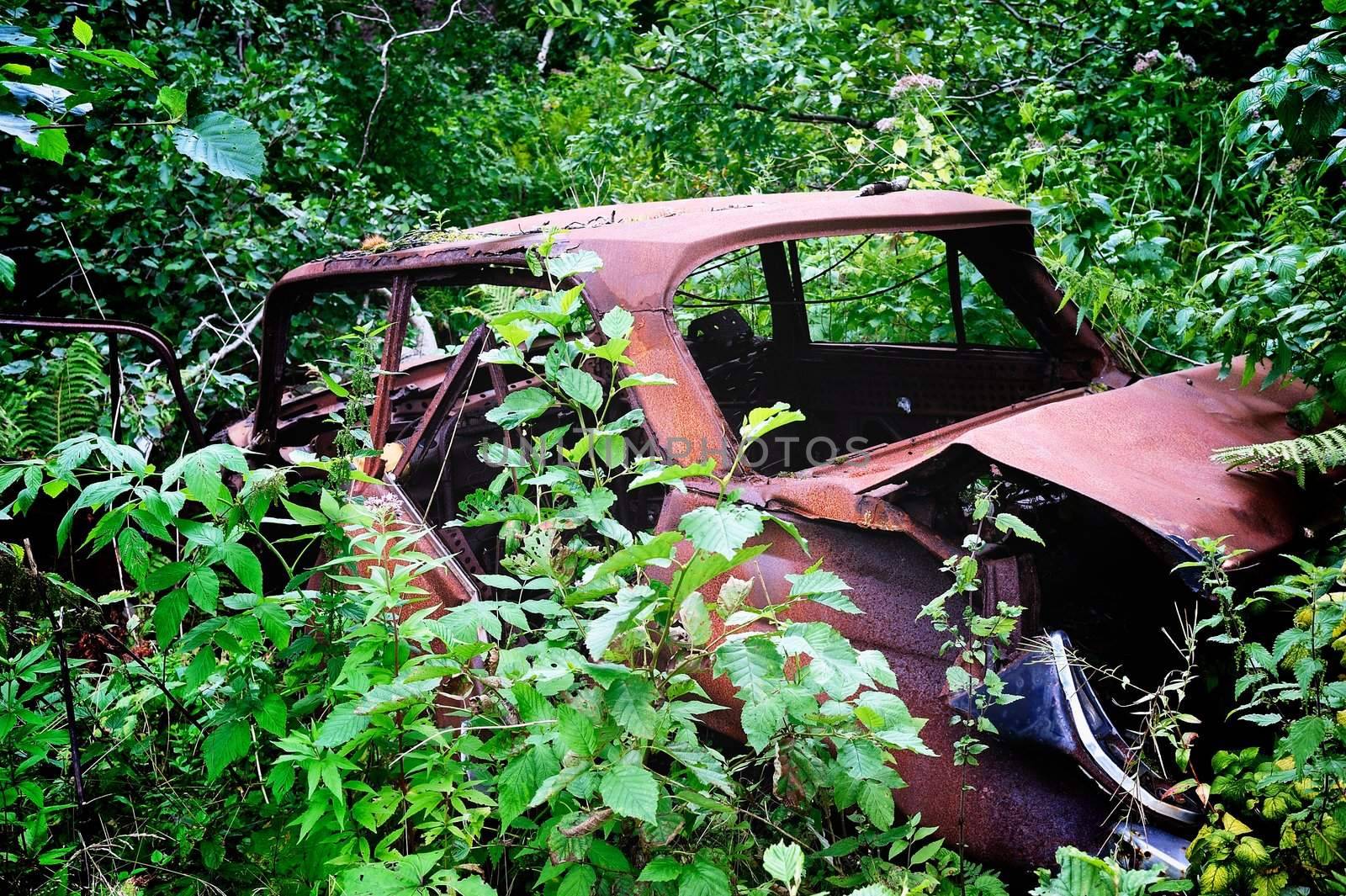 Old rusty skeleton car between green shrubs