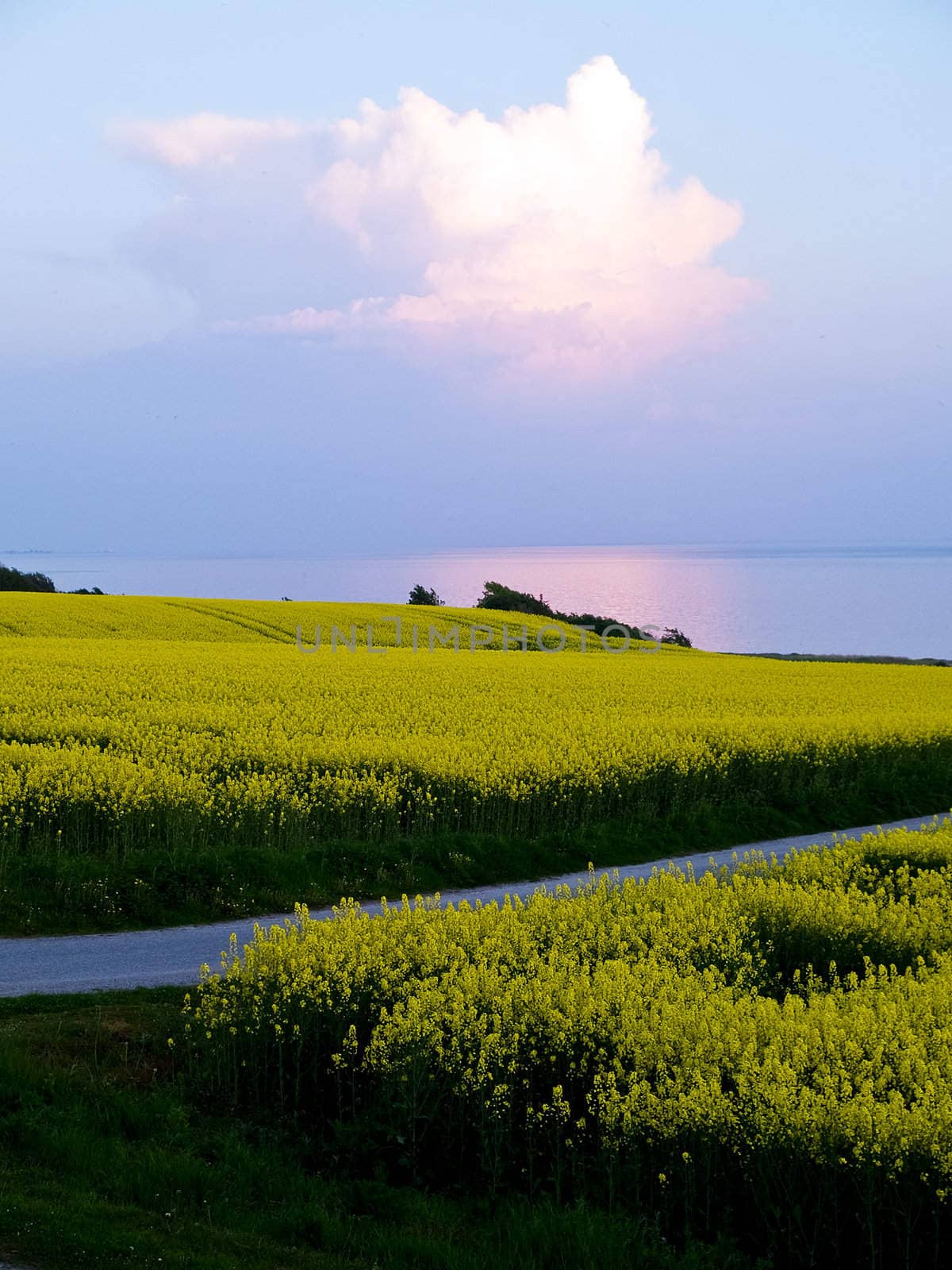 Blooming yellow rape field before the harvest by Ronyzmbow