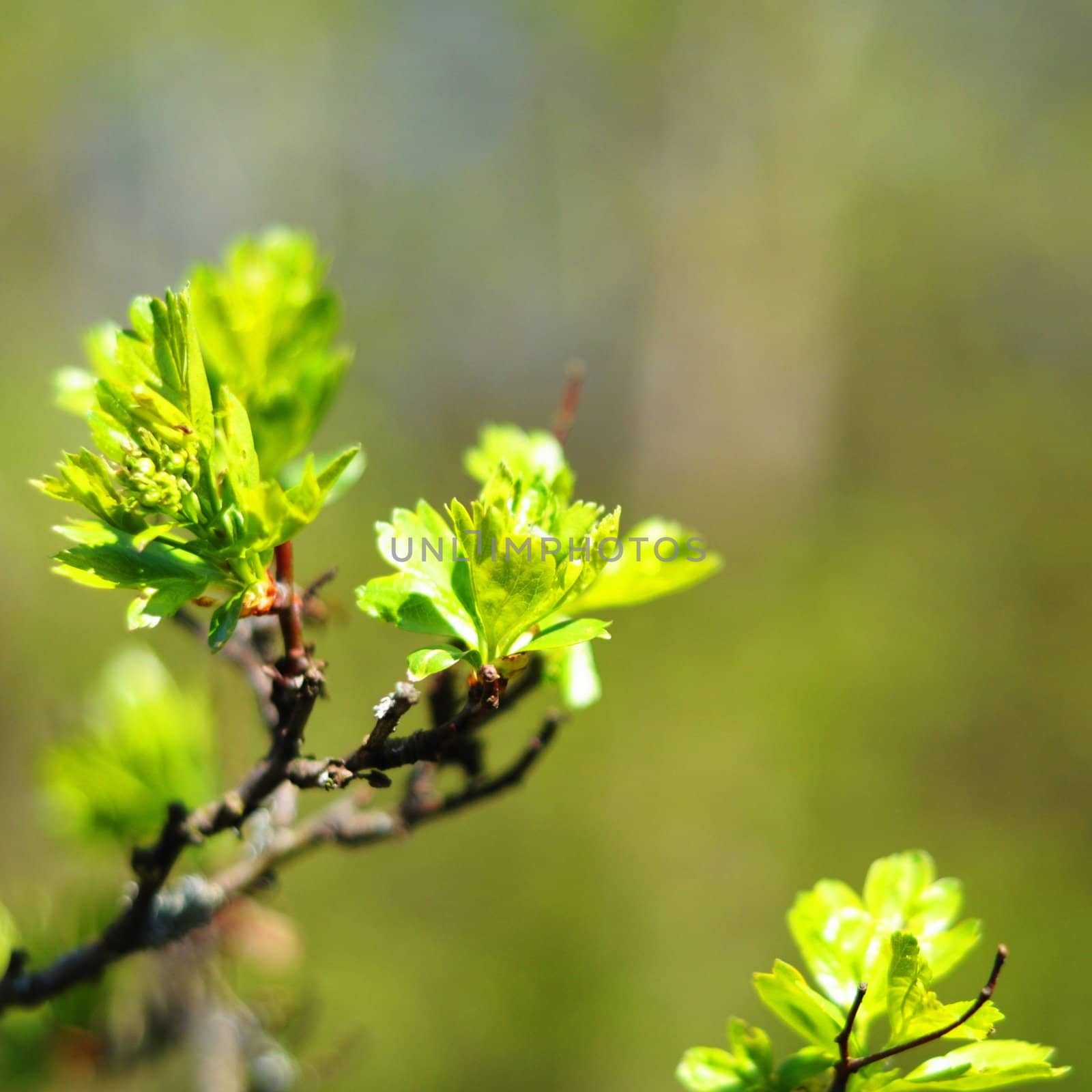 green spring leaves with copyspacee showing nature concept