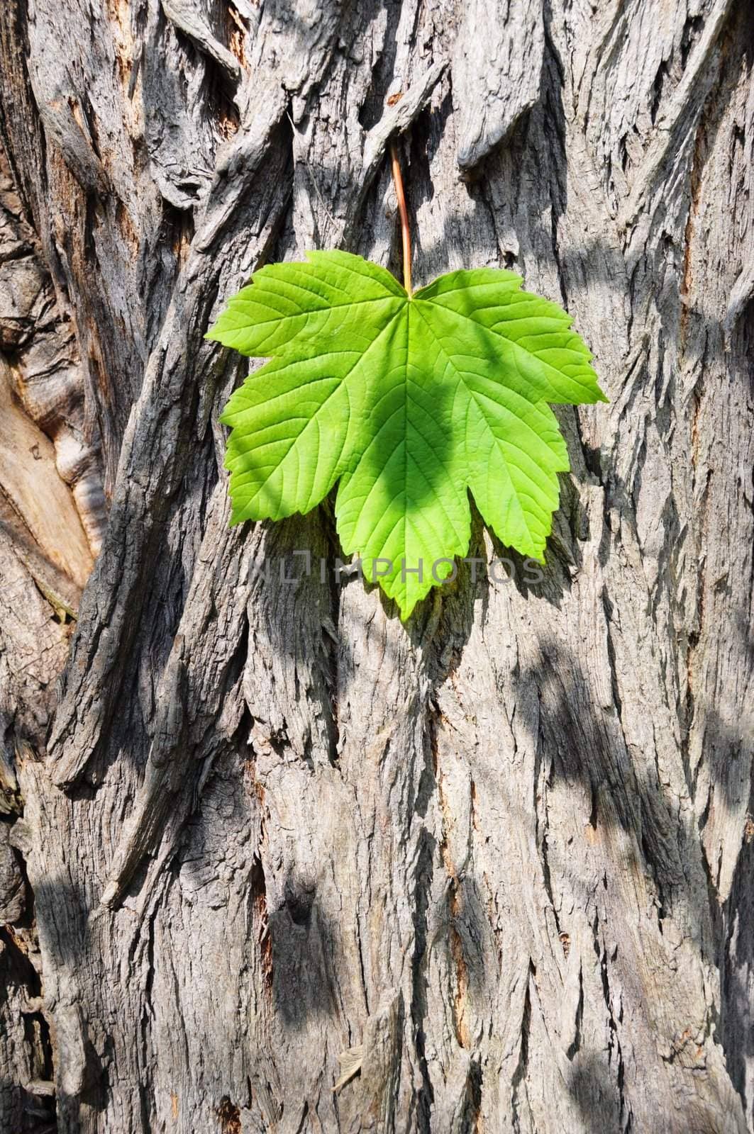 leaf on wood texture and copyspace can be used as background or wallpaper